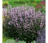 Penstemon 'Dark Towers'. 2L Plant. Dark leaves with pink flowers. Available from Bedwen Plants