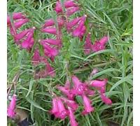 Penstemon Flower Essence 30ml Dosage Prepared from FES Stock Essences