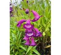 Penstemon Purple Passion 3 X 9Cm Potted Perennial Plants