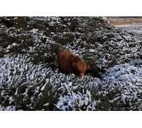 Pentland Hills & Highland Cows guided walks near Edinburgh