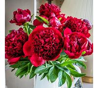 Peonies Deep Red 10 Stems Fresh Peonies Bouquet Red Peonies Peony Bouquet Deep Red Peony Flowers for Sale Real Peonies Delivery UK Order Red Peonies Online