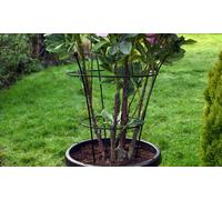 Peony and Herbaceous Plant Frames: Plant Frame /Medium/Two