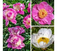 Peony Collection - RHS Award-Winning Anemone-Style Peonies - Includes 'Bowl of Beauty', 'Jan van Leeuwen', 'Doreen' - 3x Bareroot (1/2 Eye) by Thompson and Morgan