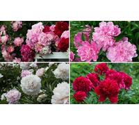 Peony Double Collection Plug Plants: Peony Double White Pink Red / Three