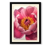 Peony in Full Bloom Botanical Framed Wall Art Print A1 (84.1×59.4cm) Black, Wall Decor for Living Room, Bedroom, Office & Home, Ready to Hang, Art Gift