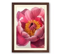 Peony in Full Bloom Botanical Framed Wall Art Print A1 (84.1×59.4cm) Walnut, Wall Decor for Living Room, Bedroom, Office & Home, Ready to Hang, Art Gift