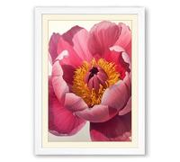 Peony in Full Bloom Botanical Framed Wall Art Print A2 (59.4×42cm) White, Wall Decor for Living Room, Bedroom, Office & Home, Ready to Hang, Art Gift