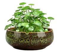 Peosaard Bonsai Potted Flower Pot, Lotus Bowl Planter, Green Ceramic Non-Porous Hydroponic Container, Round Water Lily Succulent Household Simple Ceramic Basin/6.5x2.5 Inch