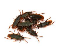 Peosaard Insects Joke Toys, Cockroach Realistic Plastic Roach Insects Joke Toys Prank Scary Trick Bugs for Fools Day 10PCS, Roaches Prank