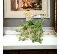 Peperomia Hope in 12cm Pot - Trailing Jade Plant in 12cm Pot - Ceramic Eve Pink