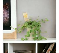 Peperomia Hope In 12Cm Pot Trailing Jade Plant In 12Cm Pot Garden Plant