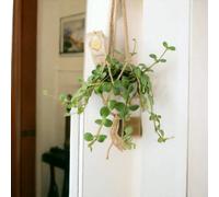 Peperomia Hope In 12Cm Pot Trailing Jade Plant In 12Cm Pot Garden Plant