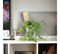 Peperomia Hope In 12Cm Pot Trailing Jade Plant In 12Cm Pot Garden Plant