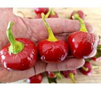 Peperoncino Calabrese Tondo Chilli Seeds - 10 Fresh Seeds