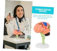 PEPLAYTAL Anatomy Brain Model PVC Material Assembled Human Brain with Blood Vessels and Base Educational Medical Teaching Tool for Schools and Hospitals Display