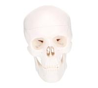 PEPLAYTAL Detachable Skull Model Plastic Human Skull Anatomy Model for Study and Creative Head Decor Vivid Detail Ergonomic Design for Desktop Display and Educational Use