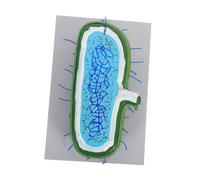 PEPLAYTAL Enlarged Cell Nucleus Model for Biology Teaching Anatomy Display with Detailed Organelles Microbiology Teaching Aid for School and Home Study