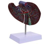 PEPLAYTAL Medical Anatomical Liver Model with Base Human Organ Anatomy Teaching Tool for School Laboratory Nursing Training Plastic Environmental Friendly