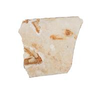 PEPLAYTAL Paleontology Fish Specimen Scientific Simulation Model for Education and Laboratory Supplies Decorative Ancient Fish Sample for Teaching and Collection