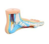 PEPLAYTAL Realistic Human Foot Anatomy Model for Teaching and Display Detailed Bone Muscle Ligament Structure Medical Foot Joint Skeleton Educational Tool