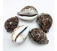 PEPPERLONELY 5PC Polished Tiger Cowrie Sea Shells, 2-1/2 Inch ~ 3-1/4 Inch