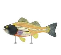 Perch Anatomy Model Simulation Perch Internal Organ Anatomy Model Aquaculture Biology Teaching Experiment Detachable Animal Specimens Teaching Model Tools for Teaching Demonstration and Experiment