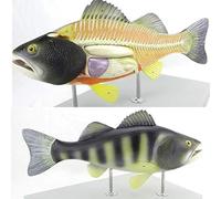 Perch Fish Anatomy Model, Fish Skeleton Organ Model with Detachable Internal Organs, Aquaculture Biology Teaching Experimental Device, for Science Classroom Study