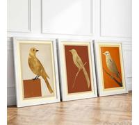 Perched Bird Studies Botanical Set of 3 Framed Wall Art Prints A2