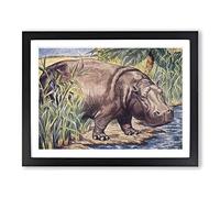 Percy J Billinghurst Hippopotamus Vintage Framed Print | A3 Black Framed Wall Art | Ready to Hang | Classic Nature Picture | Living Room Bedroom Lounge Office