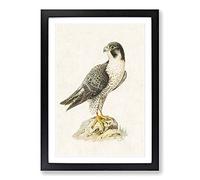 Peregrine Falcon by Von Wright Framed Print | A2 Black Framed Wall Art | Ready to Hang | Modern Nature Picture | Living Room Bedroom Lounge Office