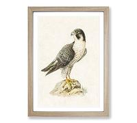 Peregrine Falcon by Von Wright Framed Print | A2 Oak Framed Wall Art | Ready to Hang | Modern Nature Picture | Living Room Bedroom Lounge Office