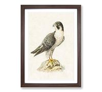 Peregrine Falcon by Von Wright Framed Print | A2 Walnut Framed Wall Art | Ready to Hang | Modern Nature Picture | Living Room Bedroom Lounge Office