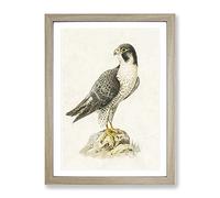 Peregrine Falcon By Von Wright Vintage Framed Print | A3 Oak Framed Wall Art | Ready to Hang | Classic Nature Picture | Living Room Bedroom Lounge Office