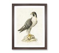 Peregrine Falcon By Von Wright Vintage Framed Print | A3 Walnut Framed Wall Art | Ready to Hang | Classic Nature Picture | Living Room Bedroom Lounge Office