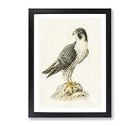 Peregrine Falcon By Von Wright Vintage Framed Print | A4 Black Framed Wall Art | Ready to Hang | Classic Nature Picture | Living Room Bedroom Lounge Office
