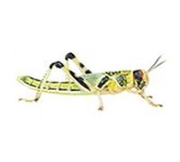 Peregrine Livefoods 200 Small/Medium Locusts -Reptile Live Food/Lizard/Spider/Frog/Mantis