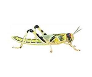 Peregrine Livefoods 200 Small/Medium Locusts -Reptile Live Food/Lizard/Spider/Frog/Mantis
