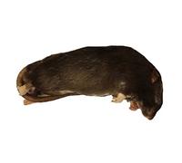 Peregrine Livefoods Frozen Rat Medium 150-250g - Pack of 5