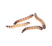 Peregrine Livefoods Morio Worms 40-50mm - Approx 500g Bag