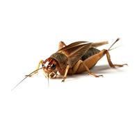 Peregrine Livefoods Silent Brown Crickets - Small - Size 2 - Pre Pack