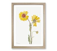 Perennial Gaillardia by Mary Vaux Walcott Framed Print | A2 Oak Framed Wall Art | Ready to Hang | Modern Nature Picture | Living Room Bedroom Lounge Office