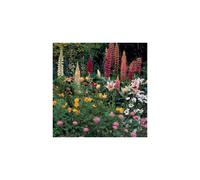 Perennial Wildflower Mixture - Scatter Seeds