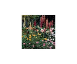 Perennial Wildflower Mixture - Scatter Seeds