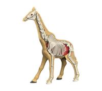 Perfeclan Animal Body Model Demonstration Tool Education Tool Removable Organs Teaching Supplies for Study Teaching Children, 31010