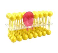 Perfeclan Cells Membrane Structure Model Sturdy Premium Biology Educational Tool Accessories Teaching Props for Students School
