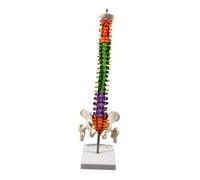 Perfeclan Spine Model Skeleton Teaching Aids Learning Includes Stand Vertebral Column Model 17.7inch for Biology Class Demonstration