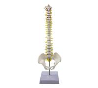 perfeclan Spine Training Simulator Human Spine Model Skeleton Model Vertebral Column With Stable PVC Base And Upright Support suitable for school education demonstrations therapist reference