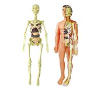 Perfeclan Sturdy human skeleton model science toy for children, educational figure, DIY assembly science kit, non-hazardous materials