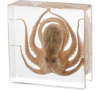 Perfect Ornament Taxidermy Octopus - Real Octopus Specimens Animal Specimen in Resin, Ocean Lover - for Classroom Science Education Biology Oddities Decor Display Gifts
