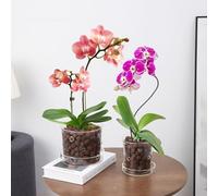 PERFECTOP 2Pcs 4.3+5.8inch Glass Orchid Pots with Holes and Saucer,Clear Breathable Orchid Planter with Drainage Holes & Tray,Stylish Flower Pot Planter for Orchids Indoor Plants,Home Office Decor